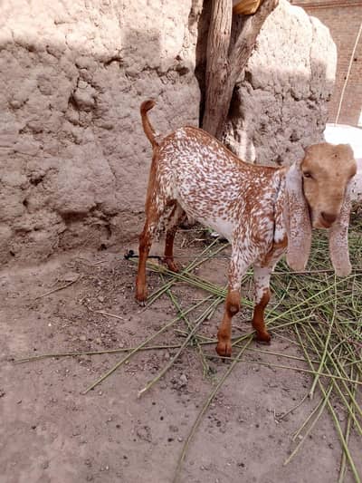 desi Bakra for Sale Mashallah Call 03188945675