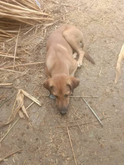 urjant sale good dog