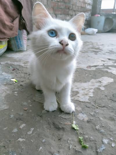 Persian cat