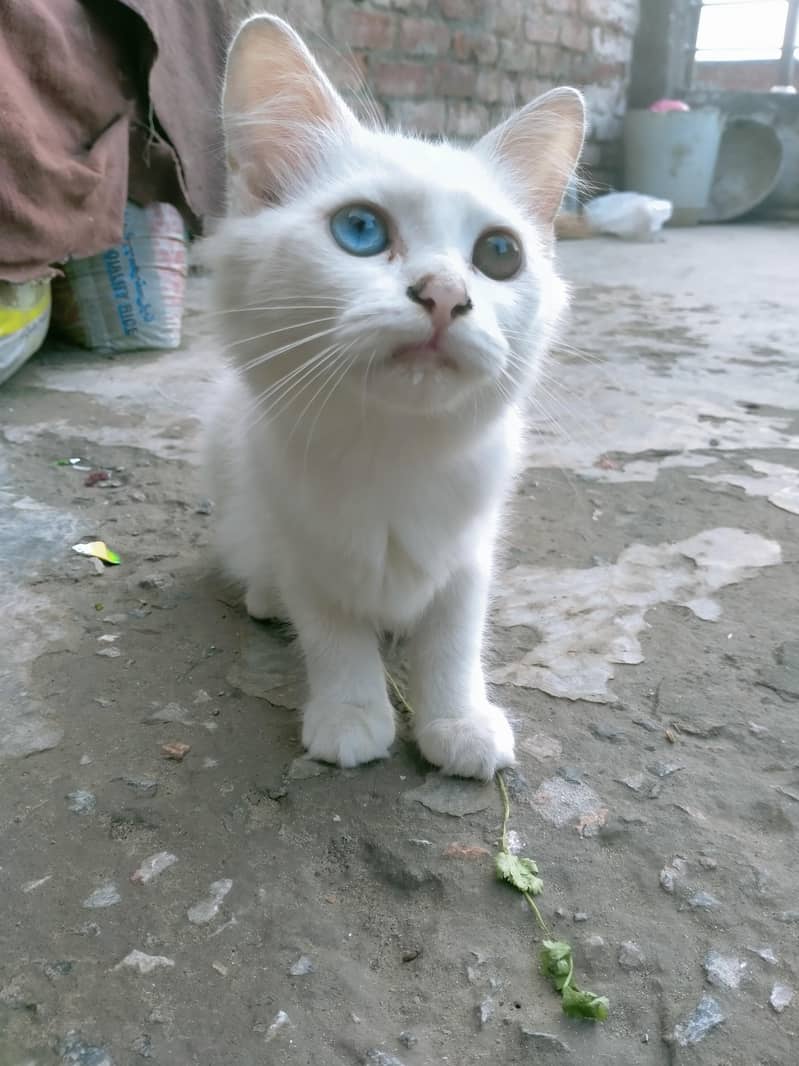 Persian cat 0