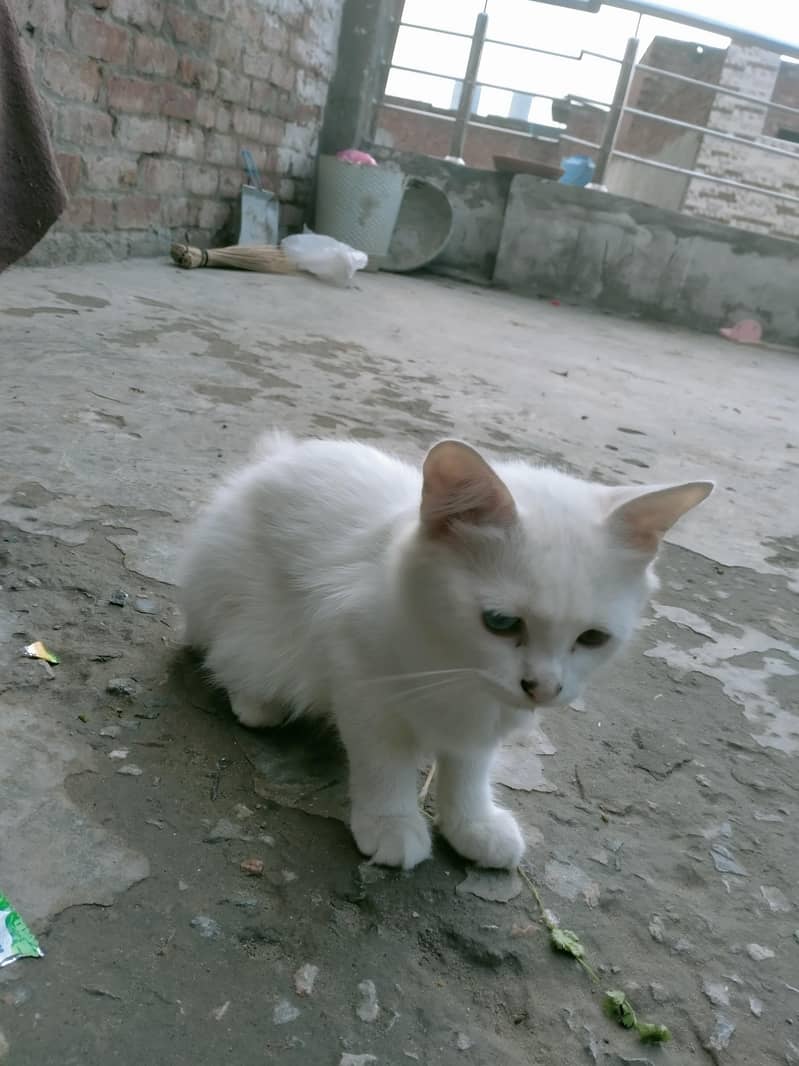 Persian cat 1