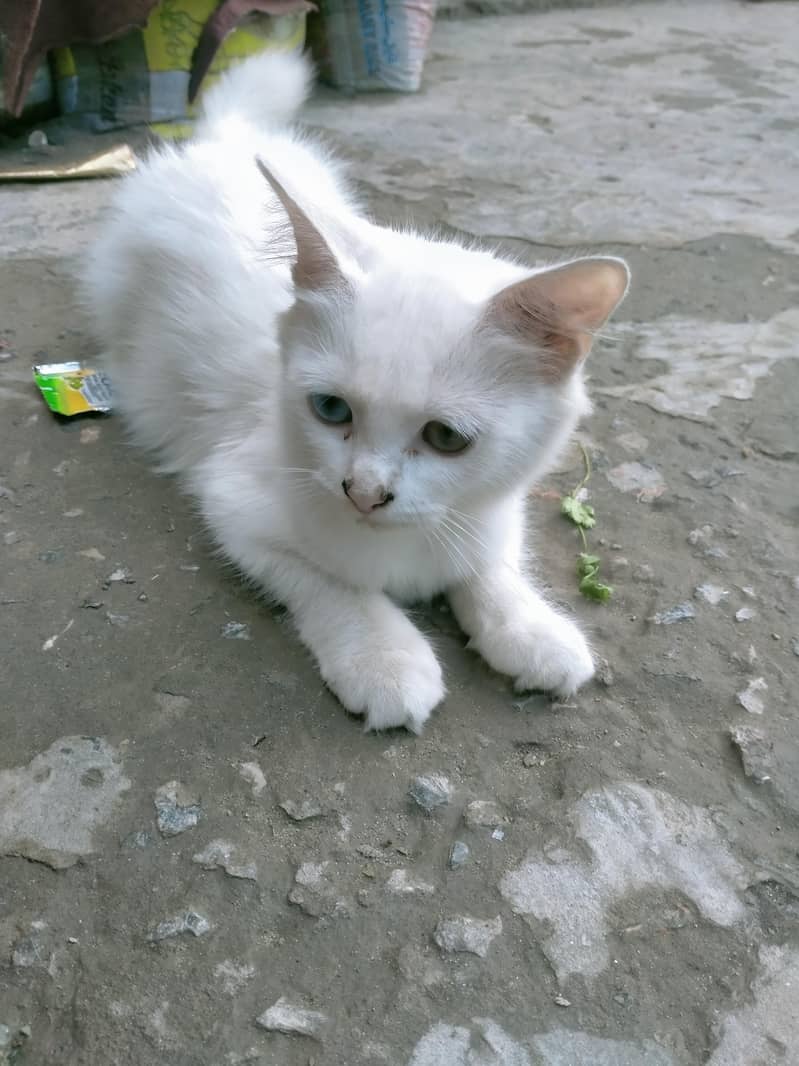 Persian cat 2