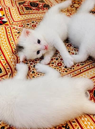Person cat