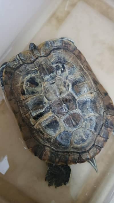 Red Ear Slider Turtle Male