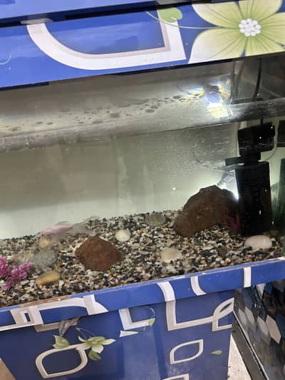 Fish aquarium
