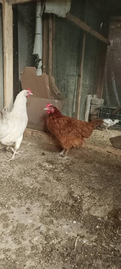 hens for sale