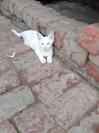 cat cat