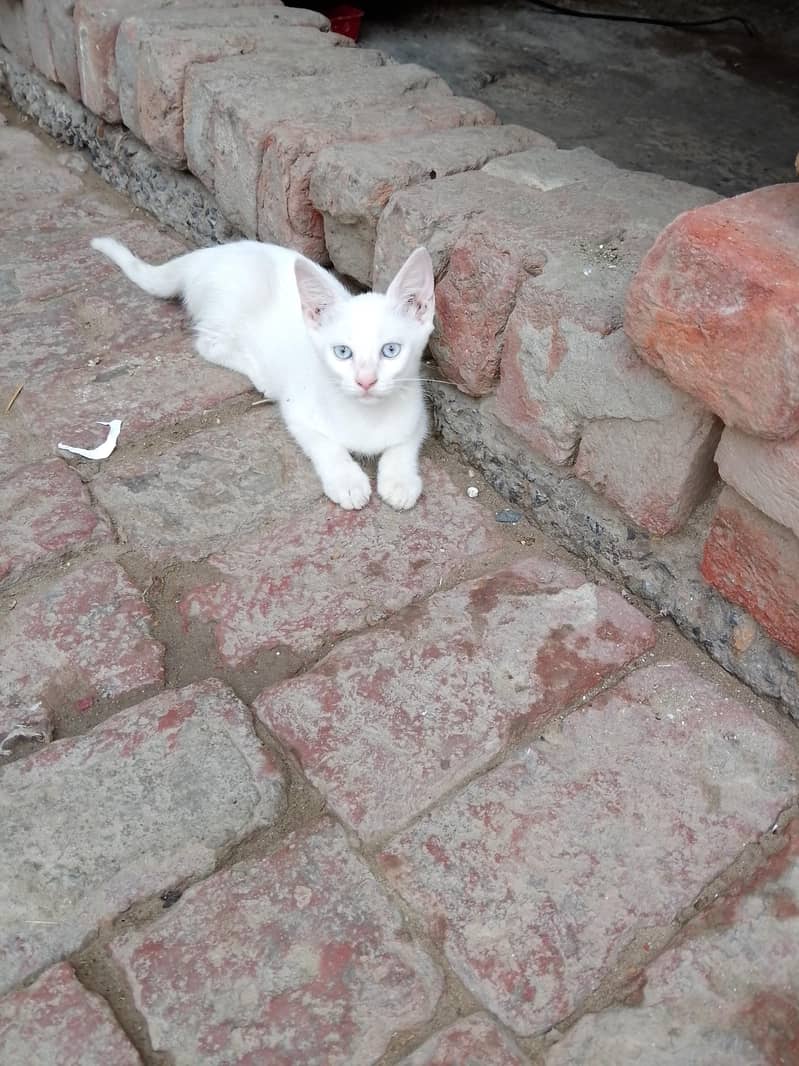 cat cat 0