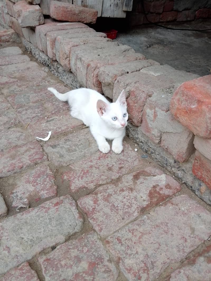 cat cat 1
