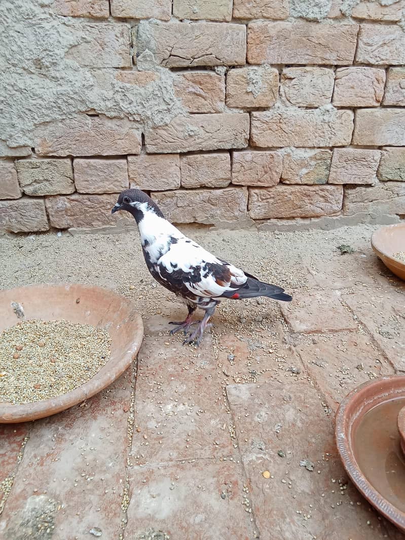 کالے گلدار پشاوری کبوتر 1