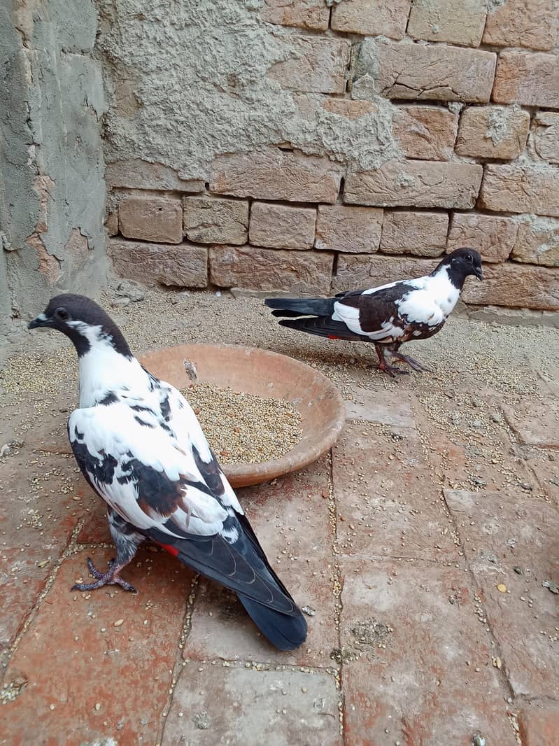 کالے گلدار پشاوری کبوتر 2
