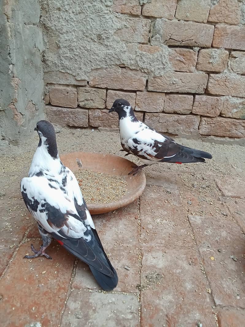 کالے گلدار پشاوری کبوتر 3