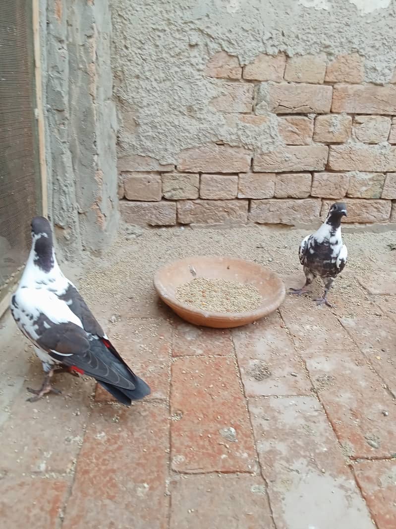 کالے گلدار پشاوری کبوتر 5