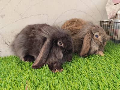 loop bunnies for sale
