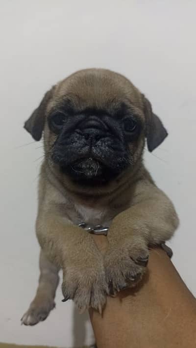 top quality premium male pug puppy price negotiable