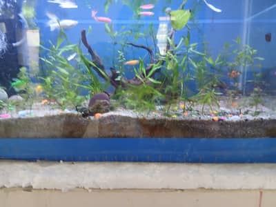 Ready made planted fish aquarium setup for sale