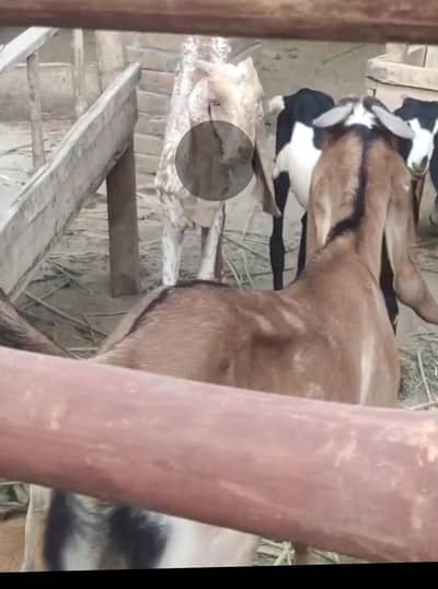 2nda bakra weight 26-30kg khasi bakra ghar ka pala