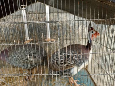I am selling Hens