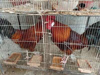 I am selling Hens