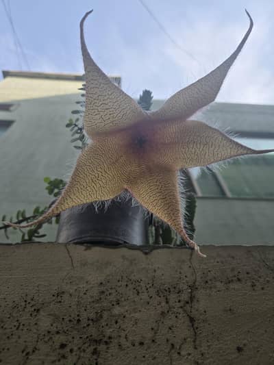 Rare Stapelia Gigantea [Starfish Flower] Succulent - Blooming Plant
