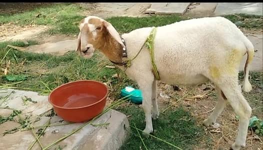 healthy active long tail dumba