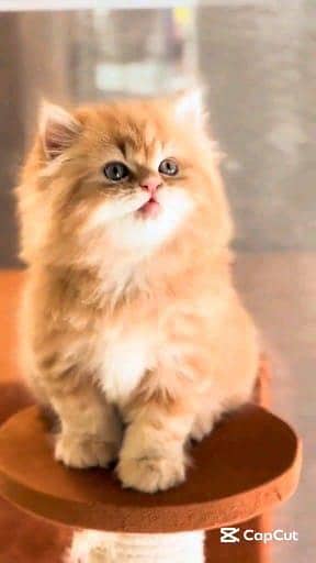 Persian cat for sale male or female my WhatsApp number,322=93=98=820