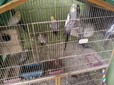 Cocktail with cage