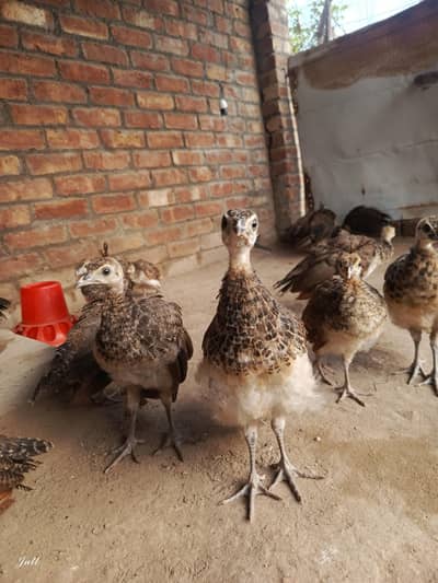 black shoulder and Opl cross chick full healthy