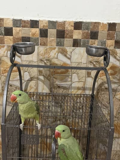 A beautiful raw parrots