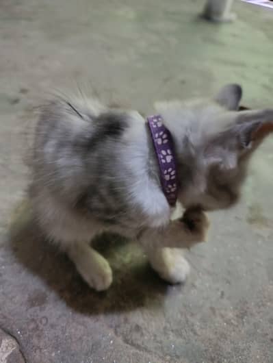 single coad cat