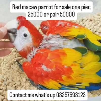red macaw parrot for sale contact me what's up 03257593123