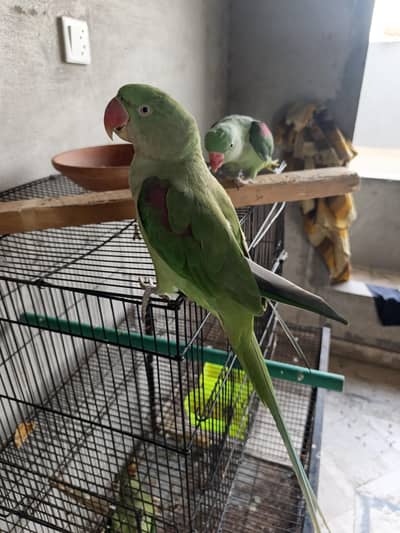 hand tame talking birds