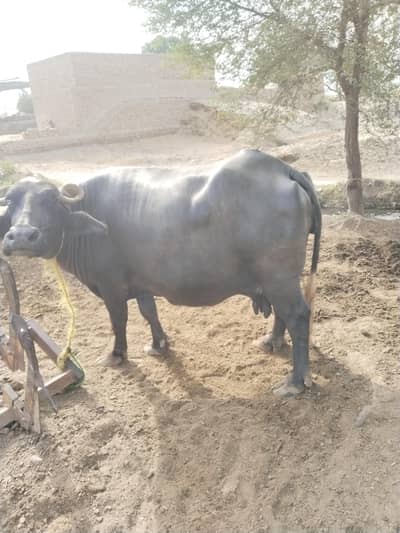 buffalo for sale