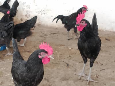 Black hens for sale /Austrolop for sale