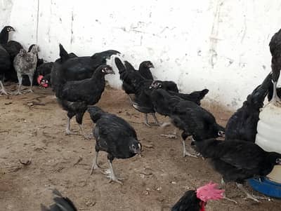 Black hens for sale /Austrolop for sale