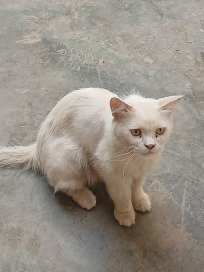 Persian cats 3ripple coated