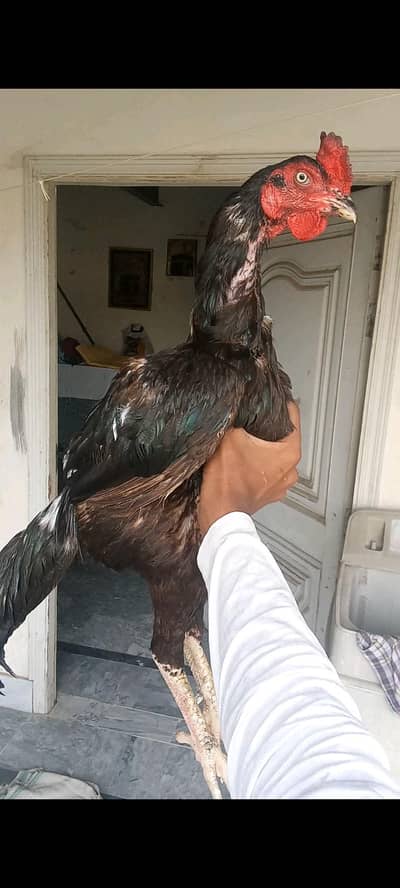 mushka lasani Kili Taj murga for sale 03007969058