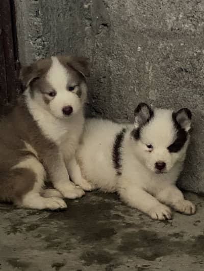 Siberian husky puppy for sale extream wolly coat