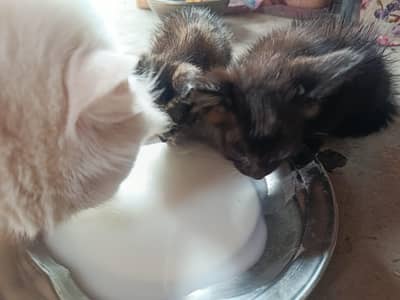 white Persian cat 0/3/0/4/8/9/9/2/9/8/3