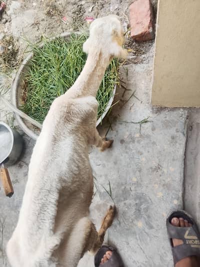 DG khan nasal ha bhaio Mundra chatra ha 2.5 month ha age
