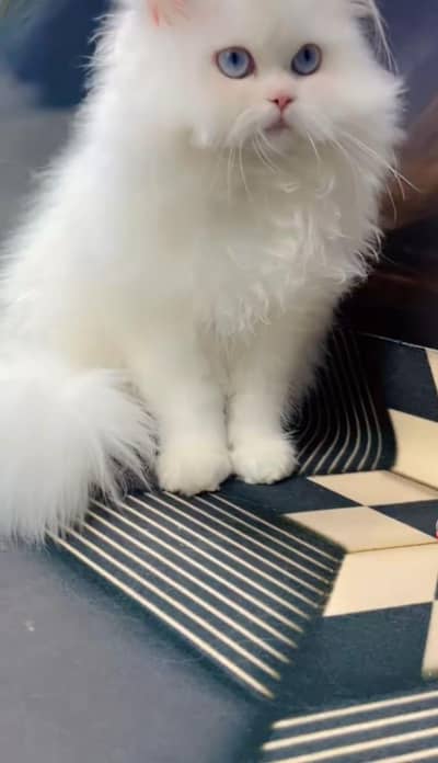 pure Persian cats vaccinated and healthy active WhatsApp/0346/4644037/
