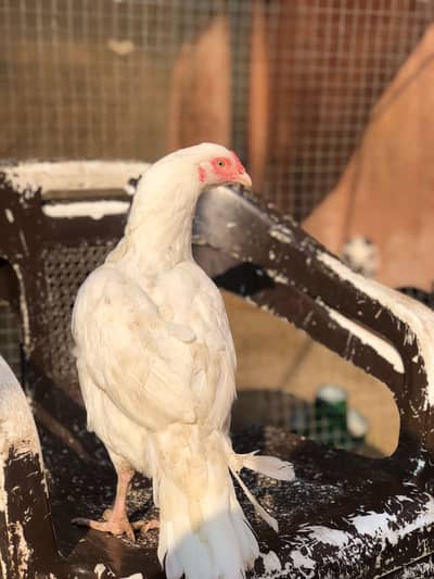 paper white heera aseel female