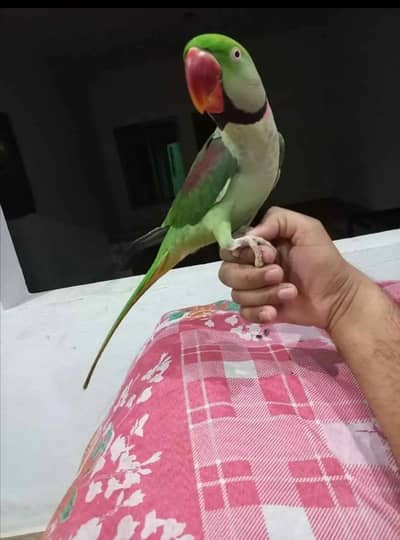 Jumbo size raw parrot male