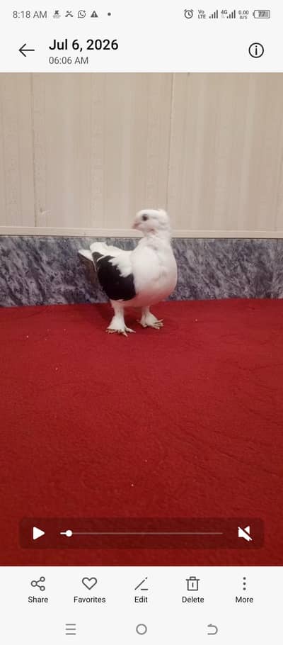 sentient chicks full young