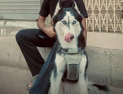 TRAIN DIG huskey