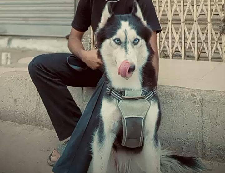 TRAIN DIG huskey 0
