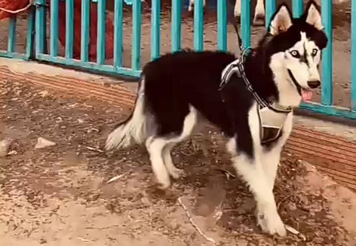 TRAIN DIG huskey 1