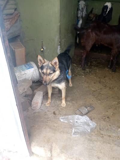 dog for sale
