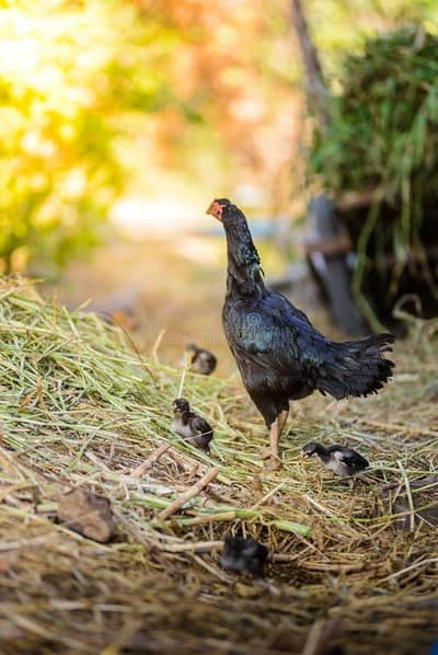 1 black hen with 4 chicks