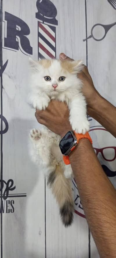 Pearson kitten